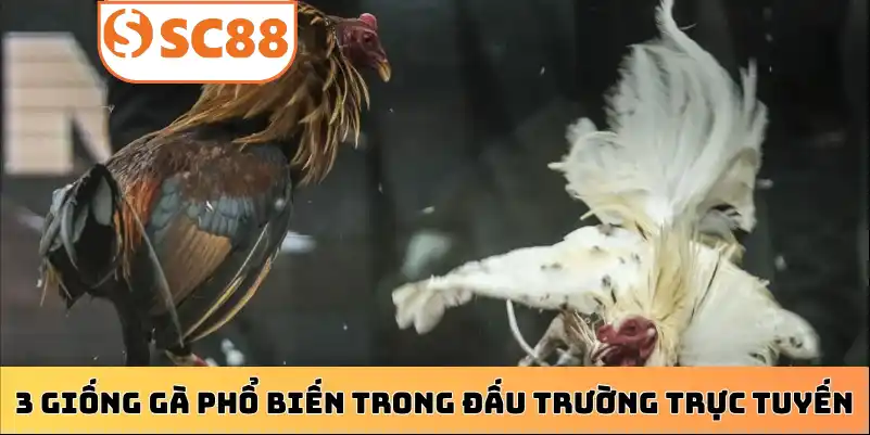 3 giống gà phổ biến trong đấu trường trực tuyến