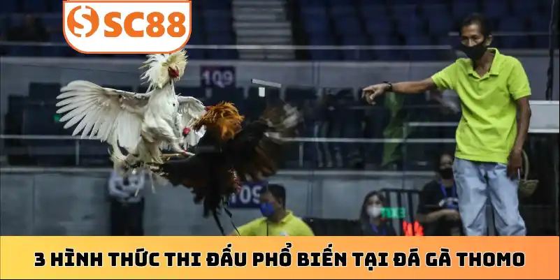 3 hình thức thi đấu phổ biến tại đá gà Thomo