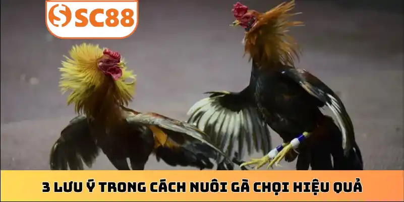 3 lưu ý trong cách nuôi gà chọi hiệu quả