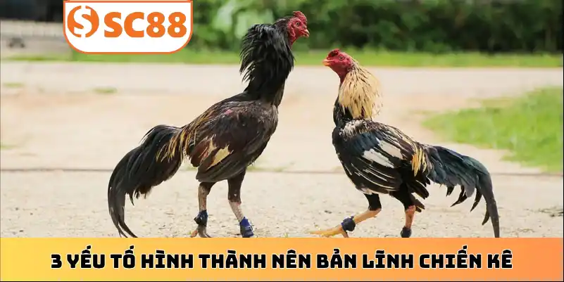 3 yếu tố hình thành nên bản lĩnh chiến kê