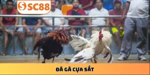 ca-cuoc-da-ga-cua-sat