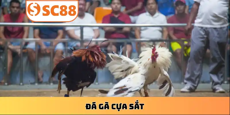 ca-cuoc-da-ga-cua-sat