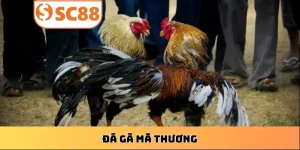 ca-cuoc-da-ga-ma-thuong