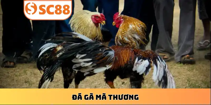 ca-cuoc-da-ga-ma-thuong