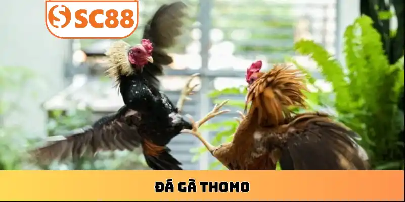 cach-choi-da-ga-thomo