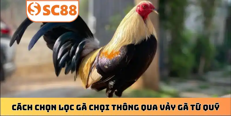 Cách chọn lọc gà chọi thông qua vảy gà Tứ Quý