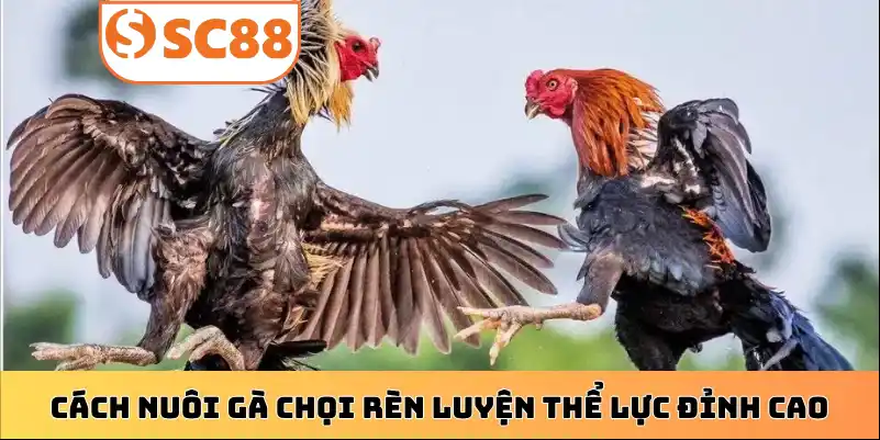 Cách nuôi gà chọi rèn luyện thể lực đỉnh cao