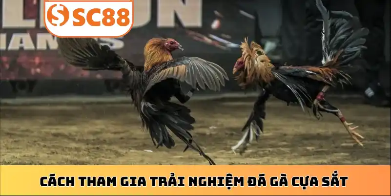 Cách tham gia trải nghiệm đá gà cựa sắt