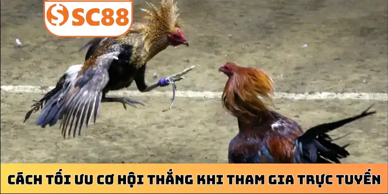 Cách tối ưu cơ hội thắng khi tham gia trực tuyến