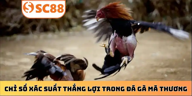 Chỉ số xác suất thắng lợi trong đá gà mã thương