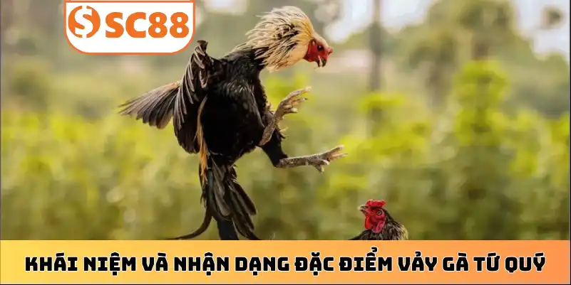 Khái niệm và nhận dạng đặc điểm vảy gà tứ quý