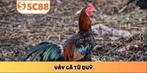 kham-pha-vay-ga-tu-quy