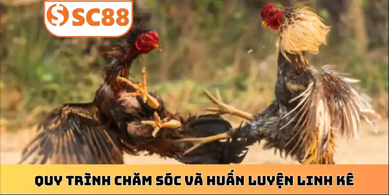 Quy trình chăm sóc và huấn luyện linh kê
