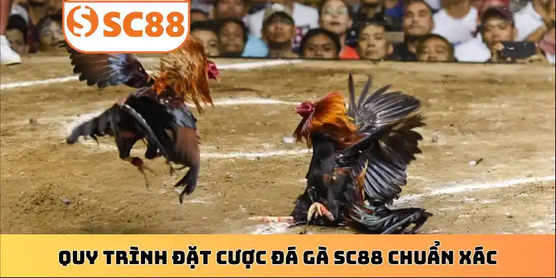 Quy trình đặt cược đá gà SC88 chuẩn xác